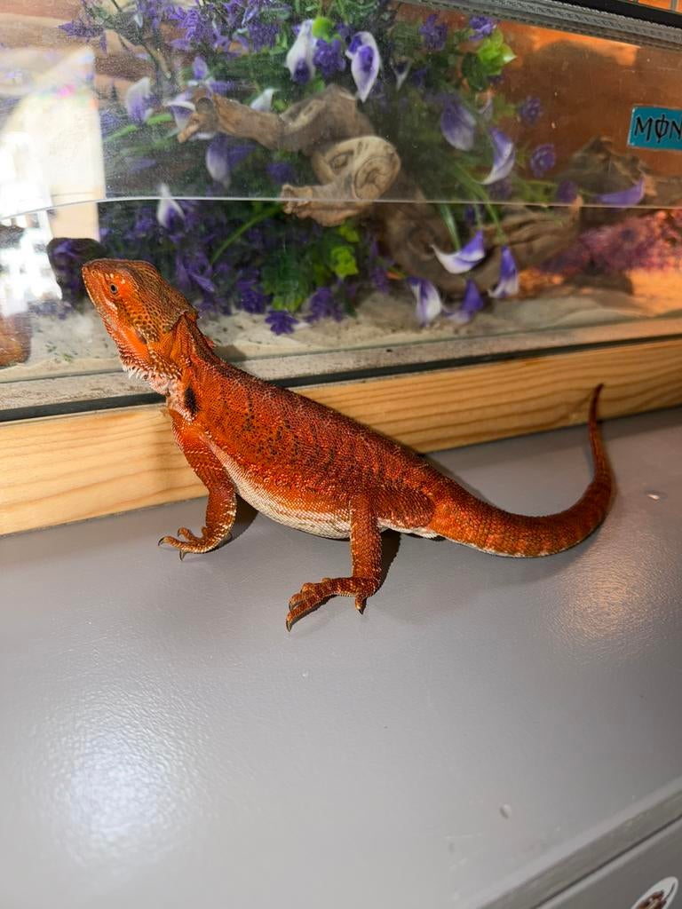 Binnenkort jonge baardagamen beschikbaar, Dieren en Toebehoren, Hagedis, 0 tot 2 jaar