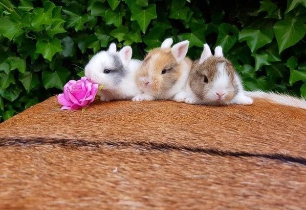 Mini baby dwerg konijnen !  💕 konijntjes dwergen konijn, Dieren en Toebehoren, Konijnen, Meerdere dieren, Dwerg, Hangoor, 0 tot 2 jaar