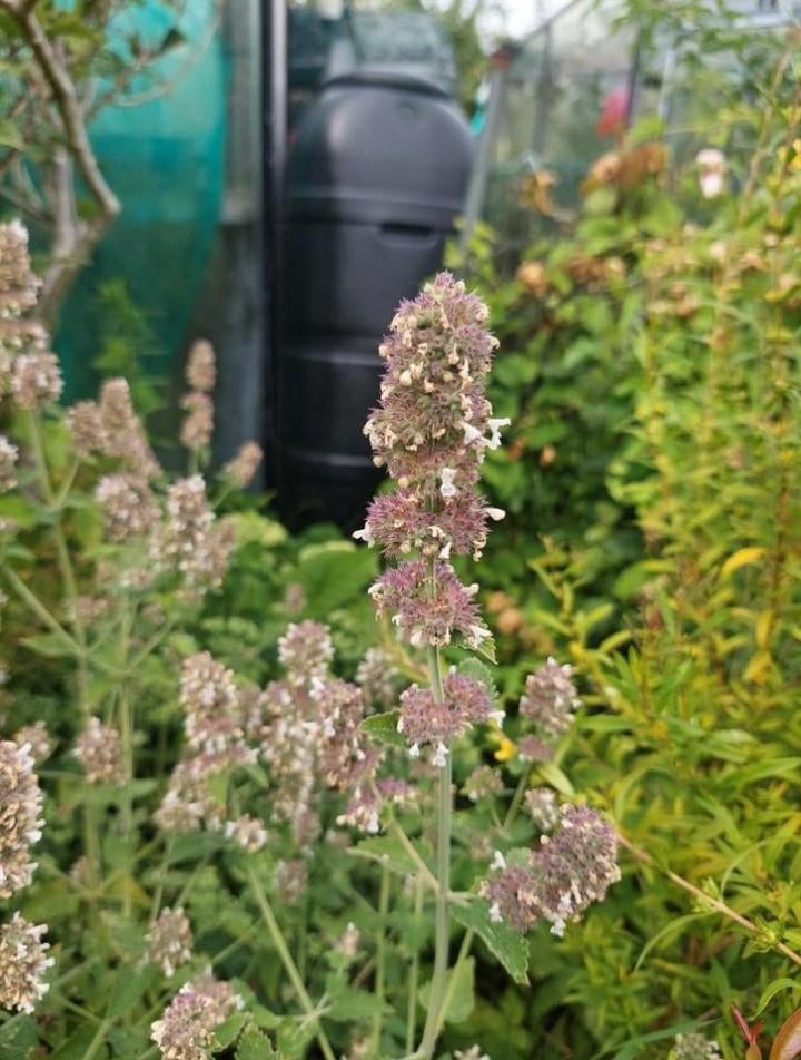 Nepeta cataria 'Citriodora' - Kattenkruid citroen zaden, Ophalen of Verzenden, Voorjaar, Volle zon, Zaad