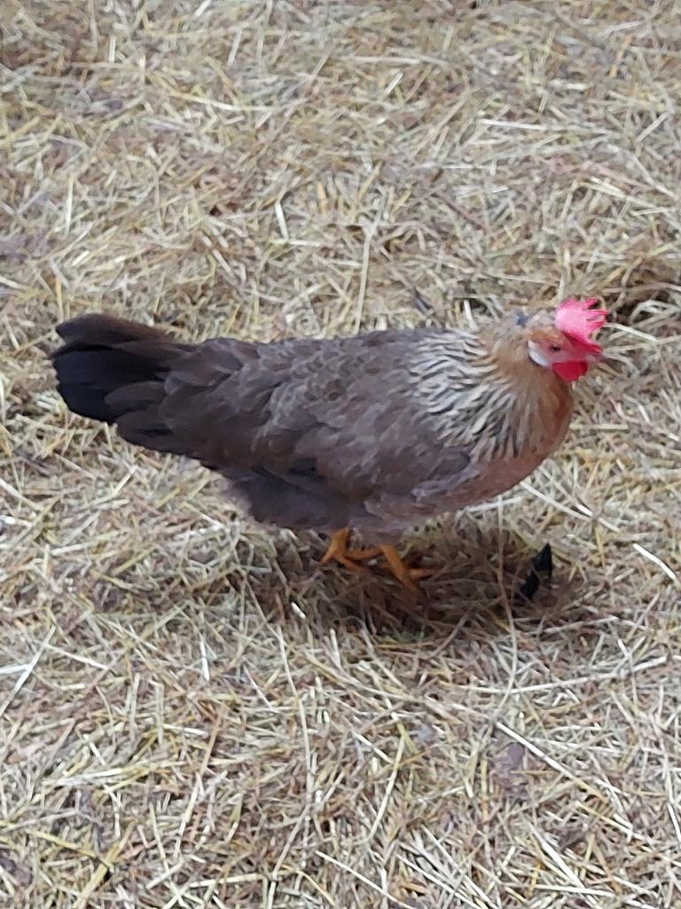 broedmachine 12 eieren te koop, Ophalen of Verzenden, Broedmachine