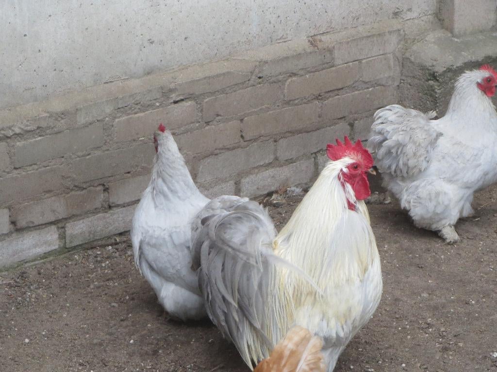 te koop parelgrijse cochin kriel, Dieren en Toebehoren, Pluimvee, Meerdere dieren, Kip