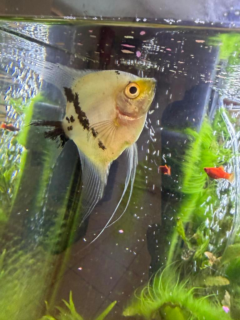 Maanvis gratis, Dieren en Toebehoren, Vissen | Aquariumvissen, Vis