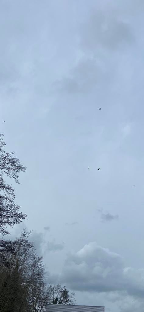 2 kopp Birmingham rollers, Dieren en Toebehoren, Meerdere dieren, Tuimelaar of Roller