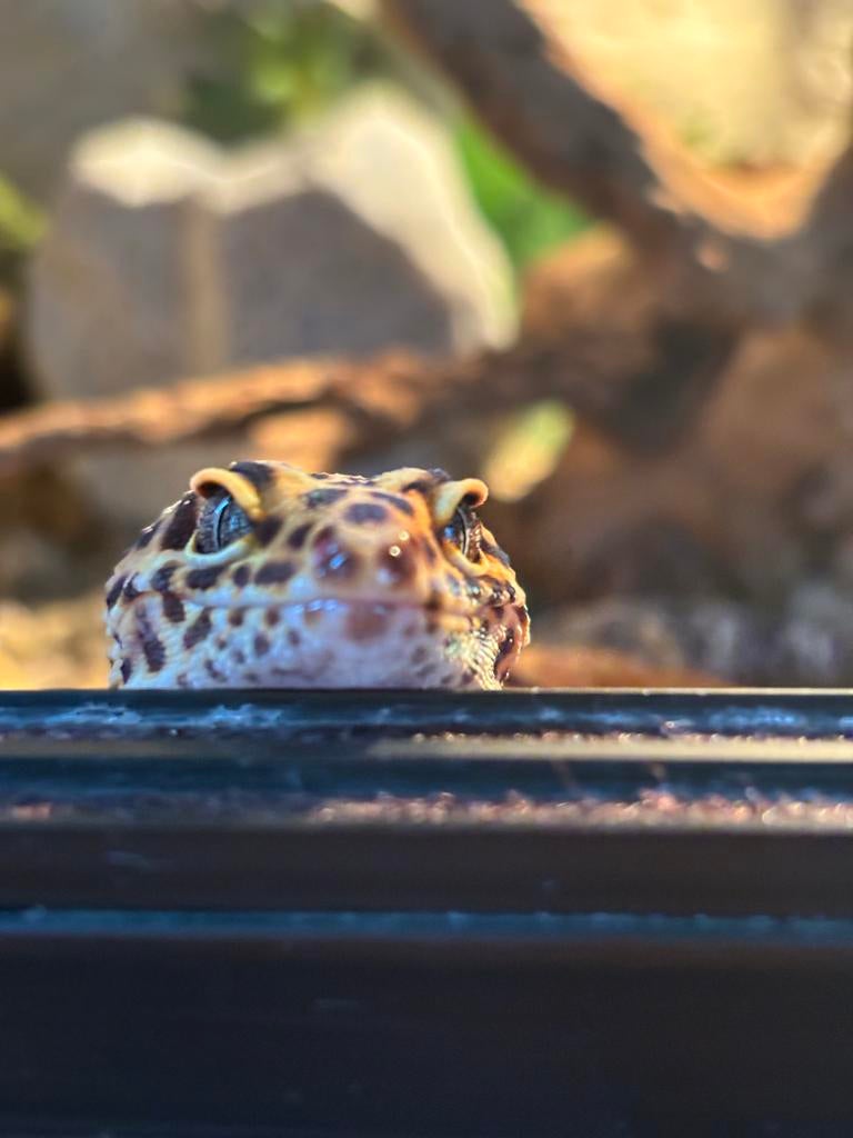 Luipaard gekko Crested Gecko - female for sale from nh