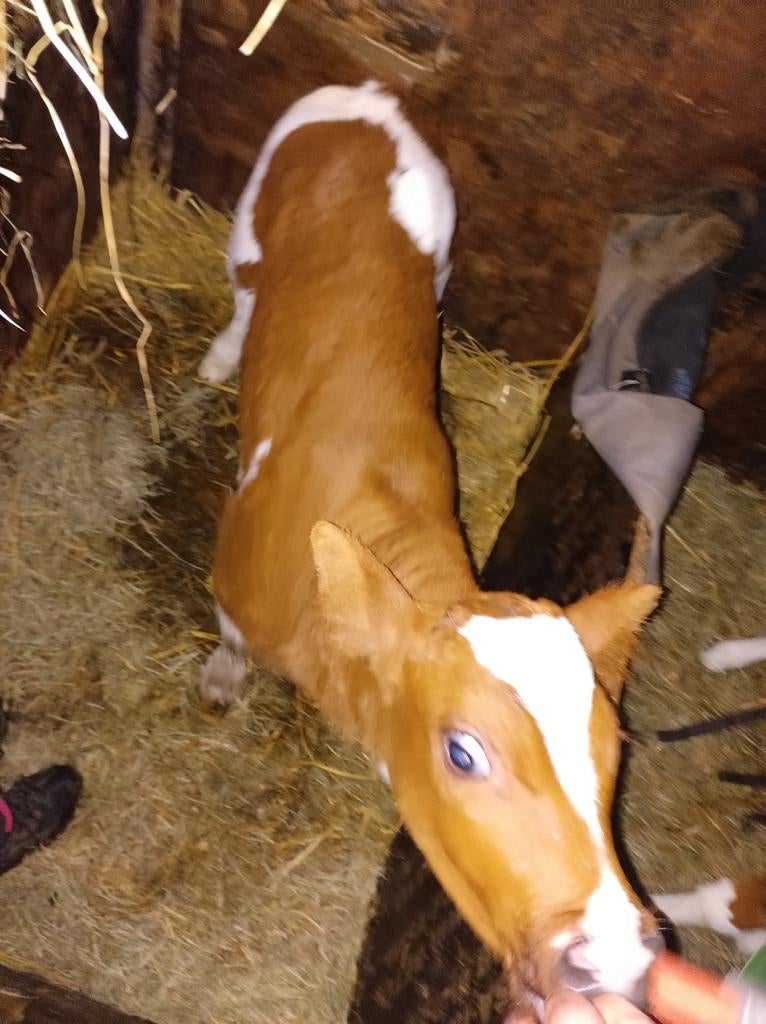 blaarkop brand rode  raszuivere mrij stiers kalf te koop, Dieren en Toebehoren, Runderen, Meerdere dieren