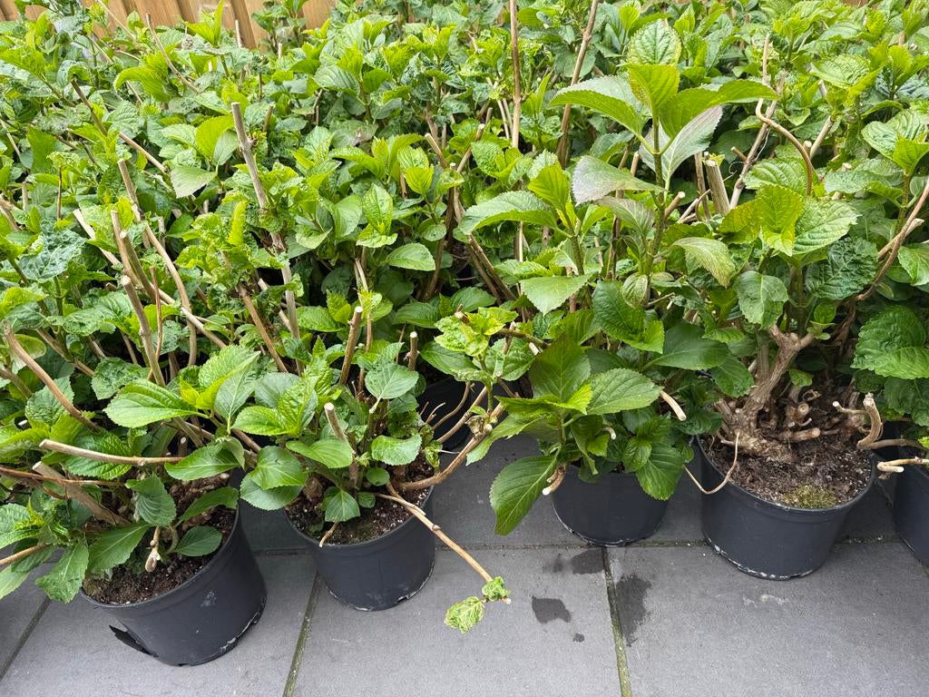 Witte hortensia’s (grote pot 10L) NU 15,- SUPERKOOP!!, Tuin en Terras, Overige soorten, Vaste plant, Ophalen of Verzenden, Halfschaduw