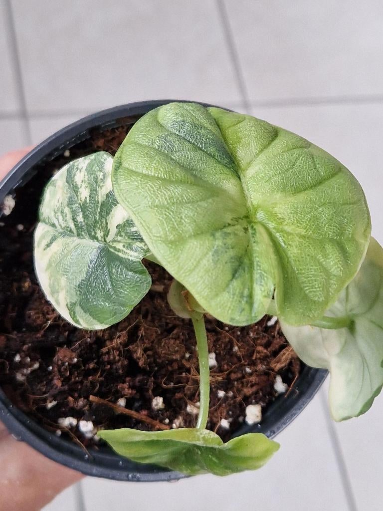 Alocasia Melo Aurea, Ophalen of Verzenden, Halfschaduw, Minder dan 100 cm