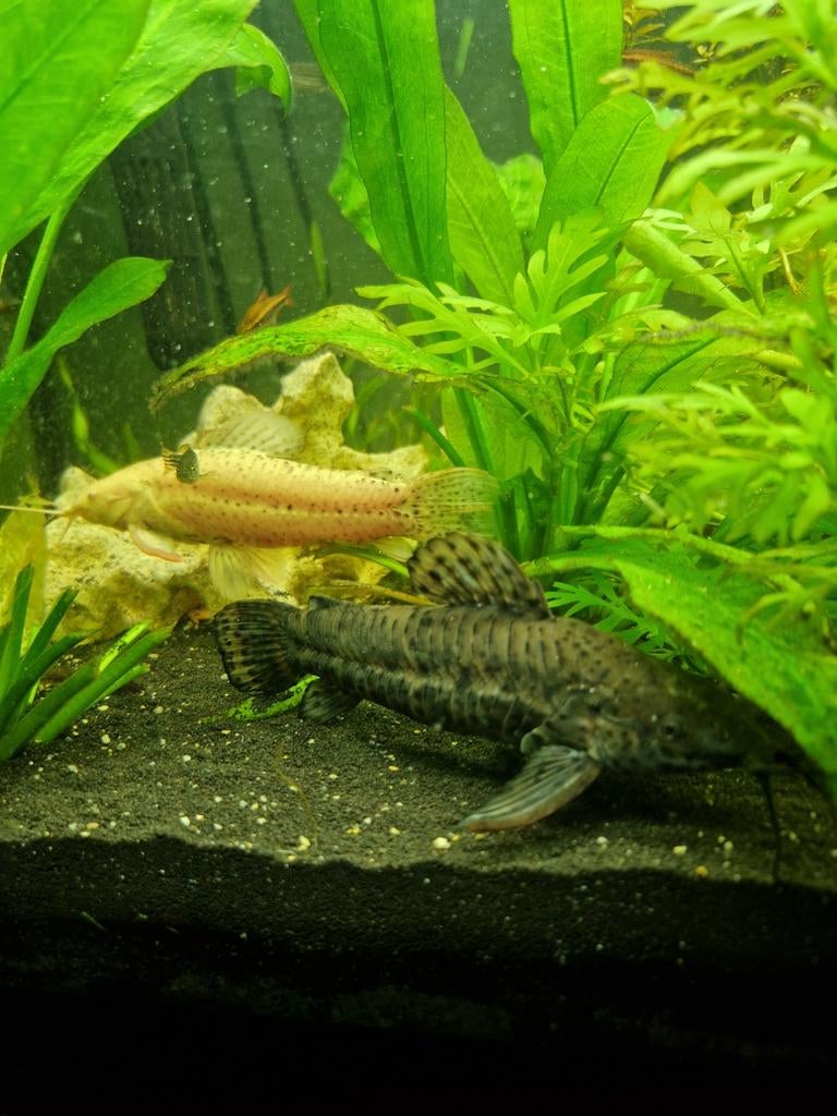 Kwi kwi meervallen, Vis