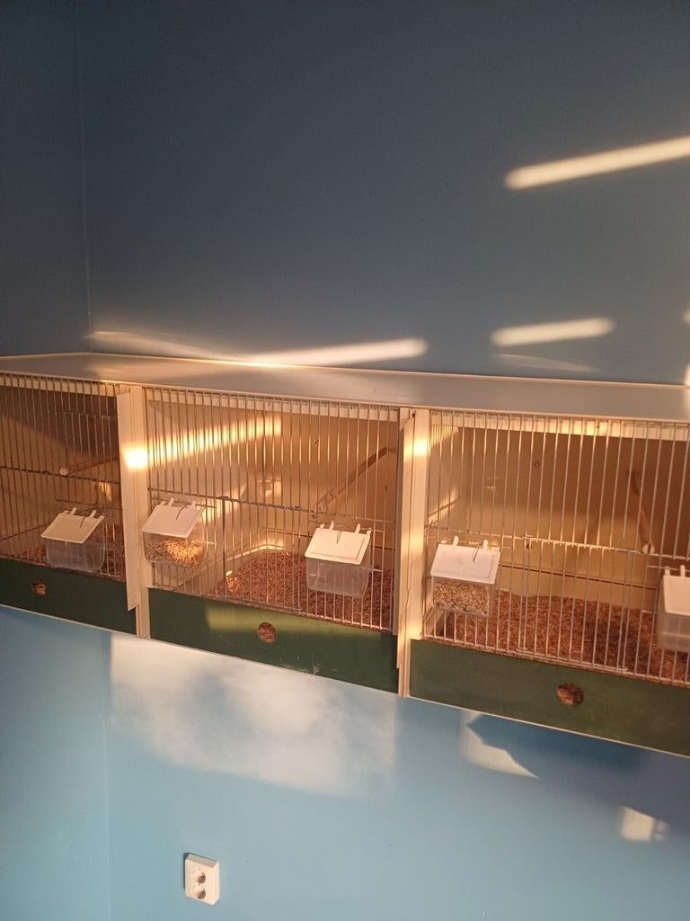 Broed kooi, Dieren en Toebehoren, Ophalen, Zo goed als nieuw, Hout, Broedkooi of Kweekkooi