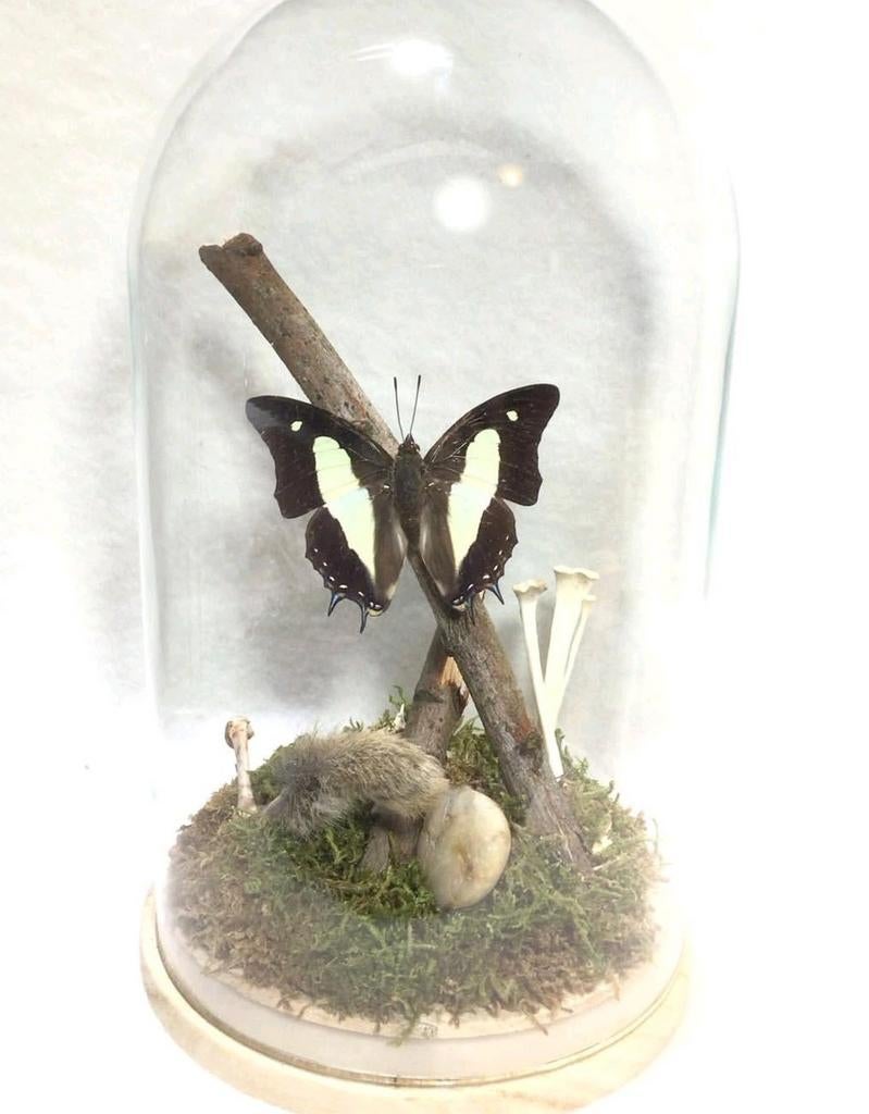 Vlinder in stolp, Ophalen of Verzenden, Nieuw, Insect, Opgezet dier