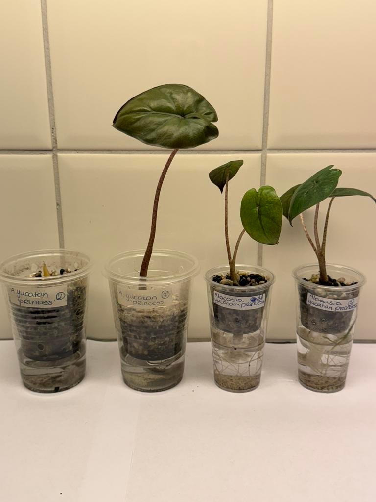 Alocasia yucatan princess, Ophalen of Verzenden, Halfschaduw, Minder dan 100 cm