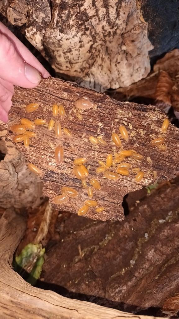 Porcellionides Pruinosus “Powder Orange” pissebed, Dieren en Toebehoren