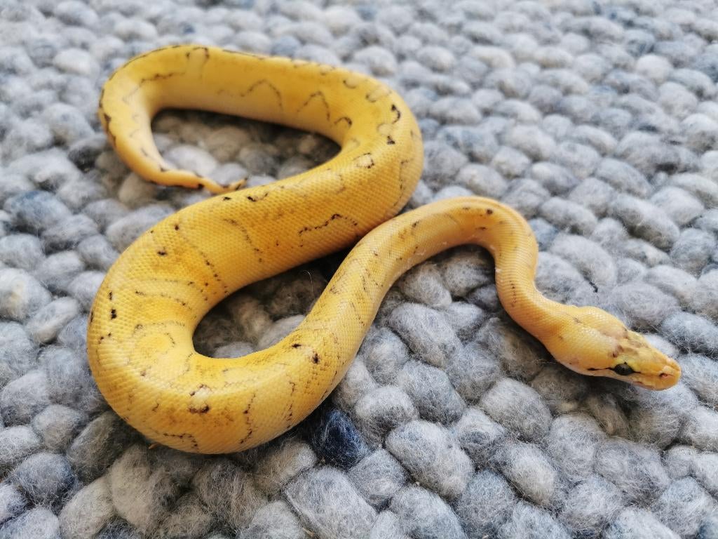 0.1 Champagne Super Enchi Pastel Koningspython Ball Python - male for sale from Philipse