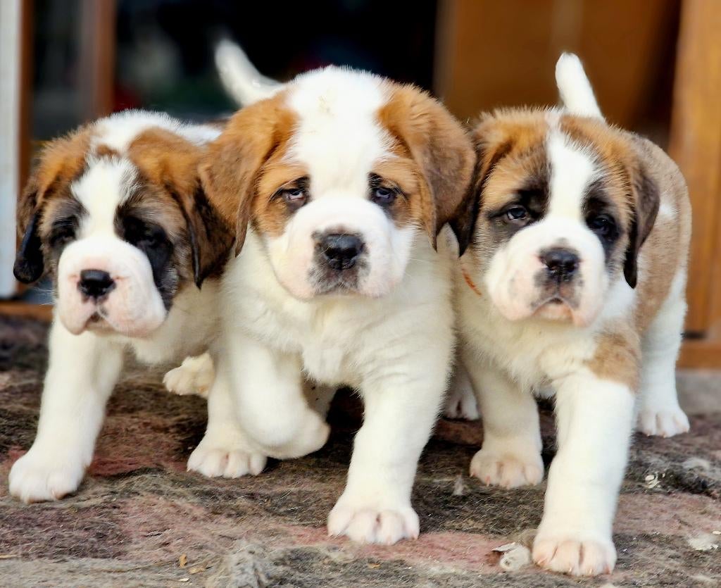 Sint bernard Prachtige puppy's FCI gecertificeerde kennel, 15 weken tot 1 jaar, Overige rassen, Buitenland, Parvo