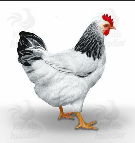 Jonge leghennen, leg kippen in verschillende kleuren, Dieren en Toebehoren, Vrouwelijk, Kip