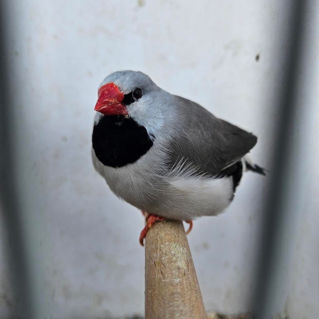 2 grijze spitsstaart amadine mannen, Dieren en Toebehoren, Mannelijk, Tropenvogel