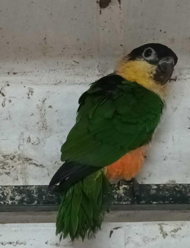Zwartkop caique man, Dieren en Toebehoren, Vogels | Parkieten en Papegaaien, Mannelijk, Papegaai, Geringd