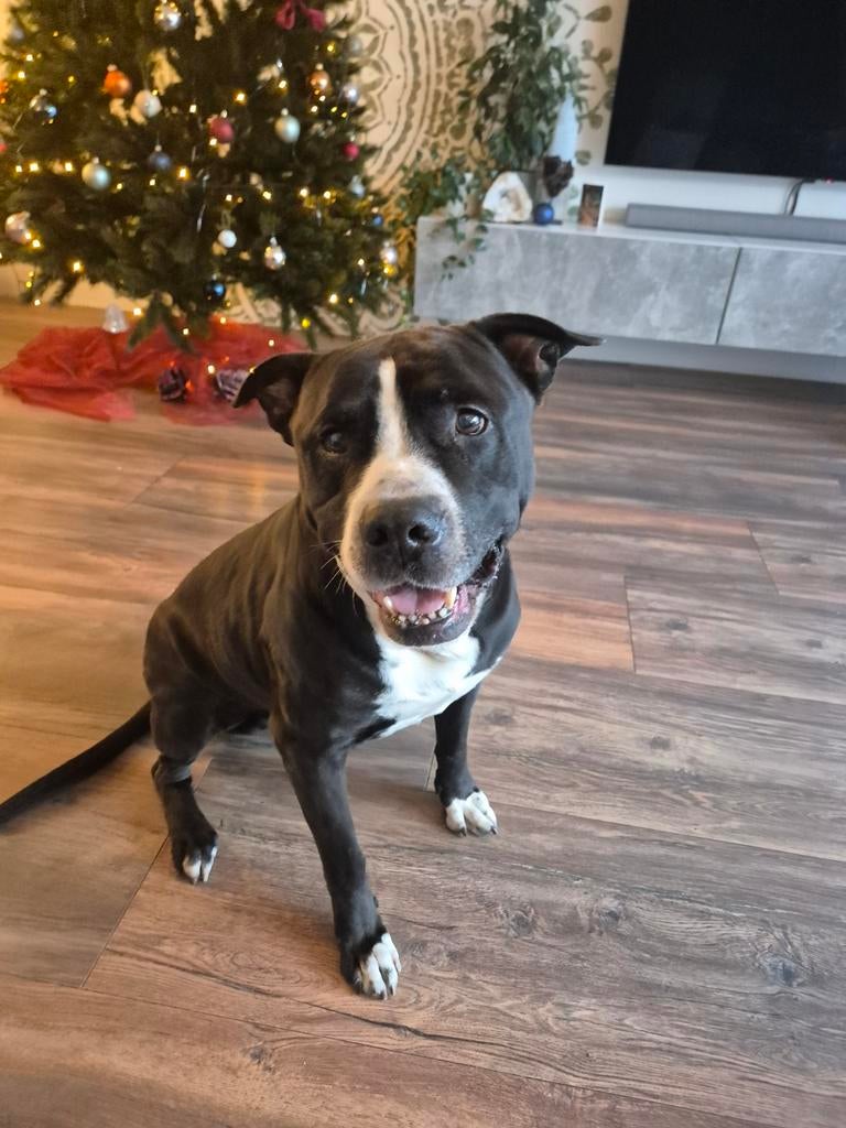 Amstaf-labrador, 6 jaar of ouder, Reu, Eén hond, Middel