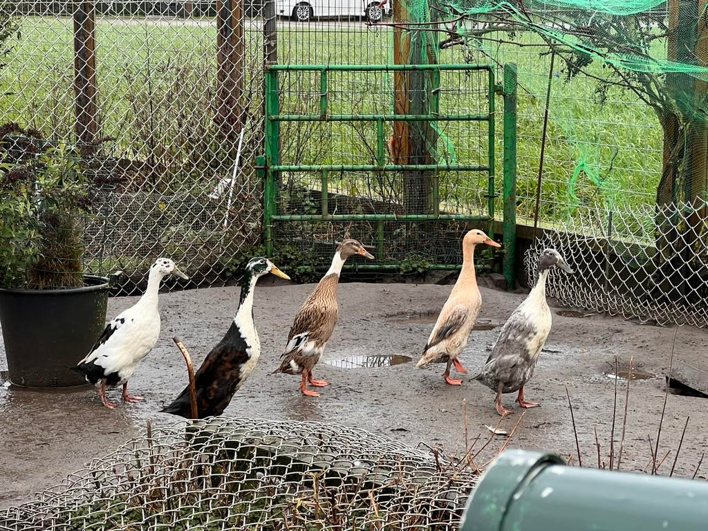 5 Indische loopeenden, Dieren en Toebehoren, Pluimvee, Meerdere dieren, Eend