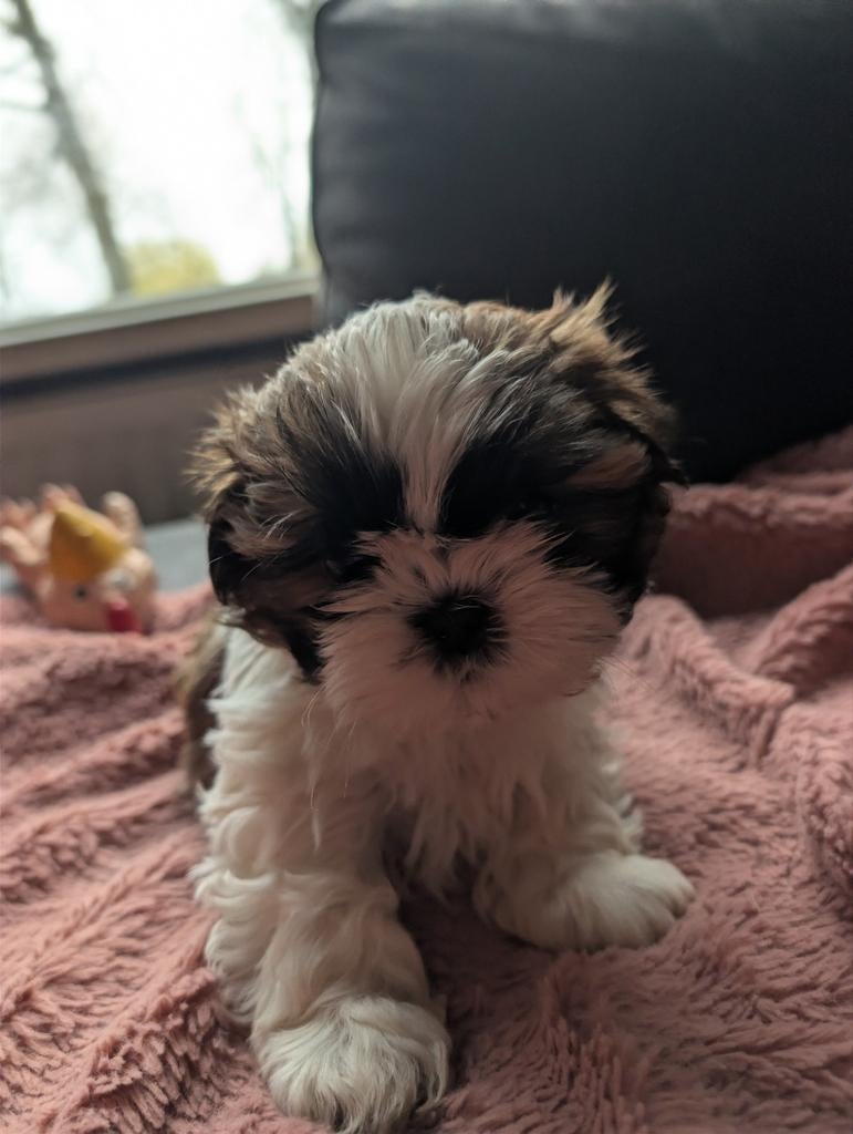 Shih Tzu reutje, 8 tot 15 weken, Eén hond, Nederland, Fokker | Hobbymatig