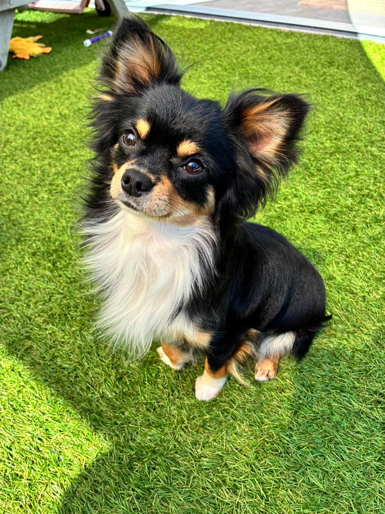 Chihuahua dekreu langharig, Reu, 1 tot 2 jaar, Parvo, Eén hond