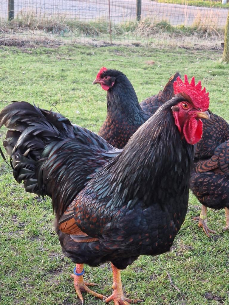 Barnevelder haan dubbelgezoomd Groot, Mannelijk, Kip