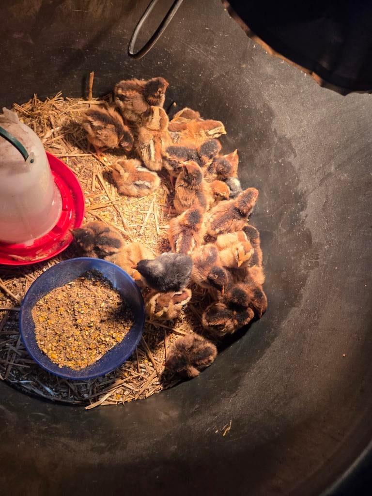 Gezonde kuikens 5 dagen oud, Dieren en Toebehoren, Geslacht onbekend, Kip