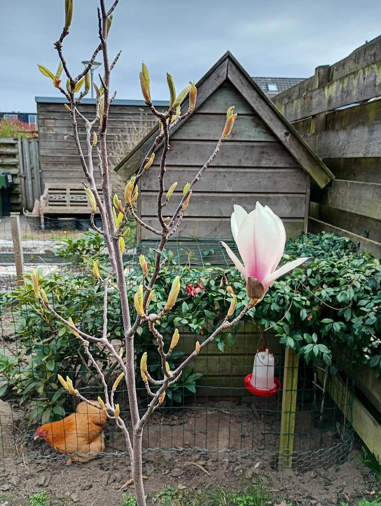 Magnolia, Overige soorten, Lente, 100 tot 250 cm, Ophalen