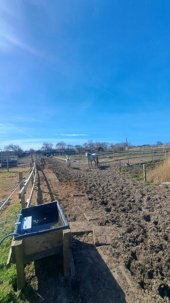 Stalling te huur voor paarden & pony’s