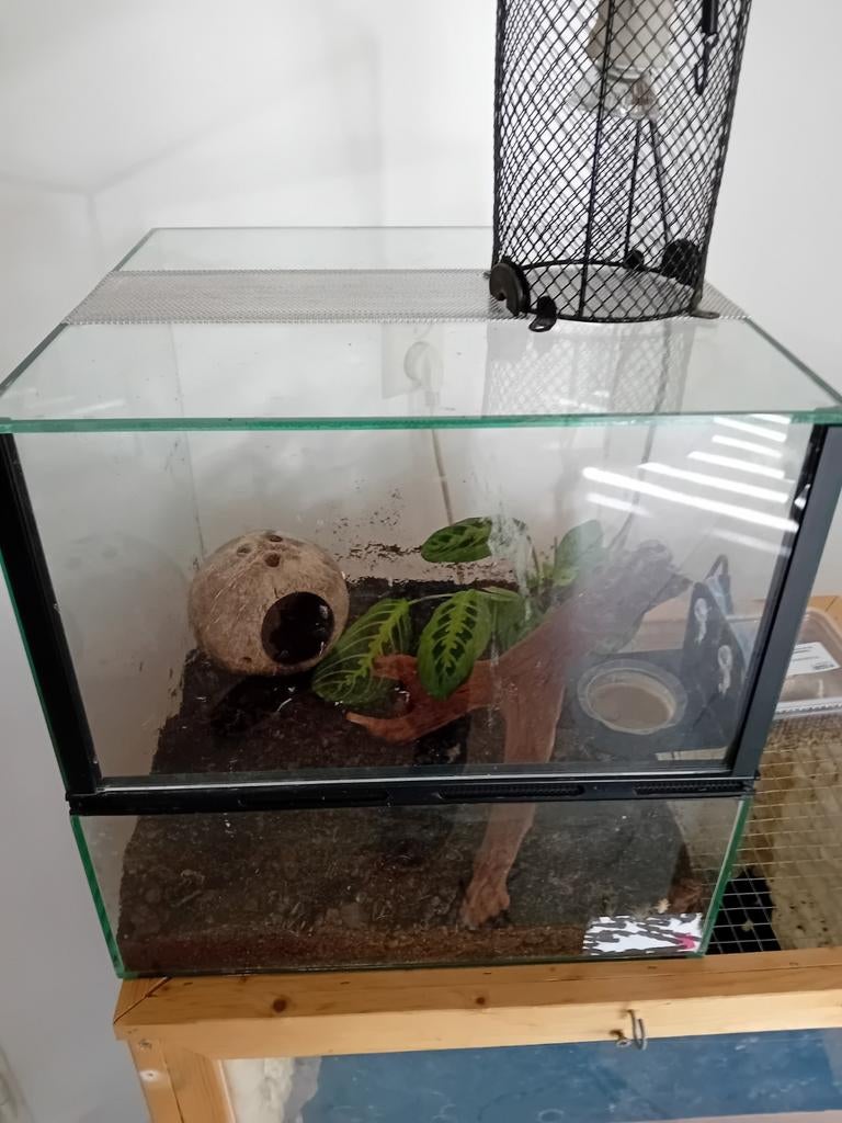 Terrarium met lamp en decoratie, Dieren en Toebehoren, Ophalen of Verzenden