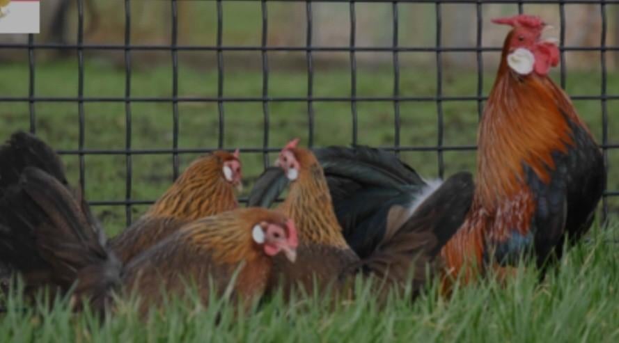 Te koop 4 hennen 1 haan java krielen patrijs kleur, Dieren en Toebehoren, Meerdere dieren, Kip