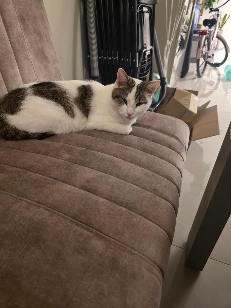 Poes te koop, Dieren en Toebehoren, Katten en Kittens | Overige Katten, Poes