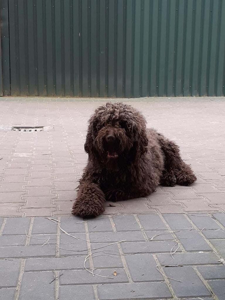 Dekreu labradoodle, Parvo, Reu, Eén hond, 3 tot 5 jaar