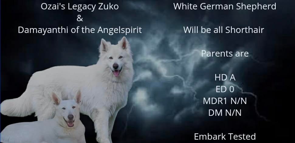 *Uniek* Witte Duitse Herder pups uit geteste ouders, Parvo, 8 tot 15 weken, Meerdere, Meerdere dieren