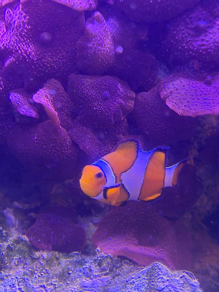 2x Amphiprion ocellaris (snowflake) - Clown-Anemoonvis en, Vis, Zoutwatervis