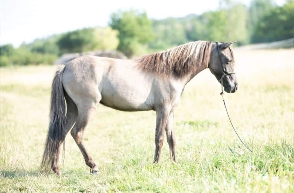 Unieke Drachtige Amerikaanse Miniatuur merrie, Merrie, Met stamboom, Zadelmak, A pony (tot 1.17m)