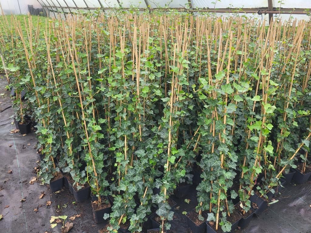 Hedera Klimop - Groene klimmer voor uw tuin!, Tuin en Terras, Vaste plant, Ophalen of Verzenden, Bloeit niet, Halfschaduw