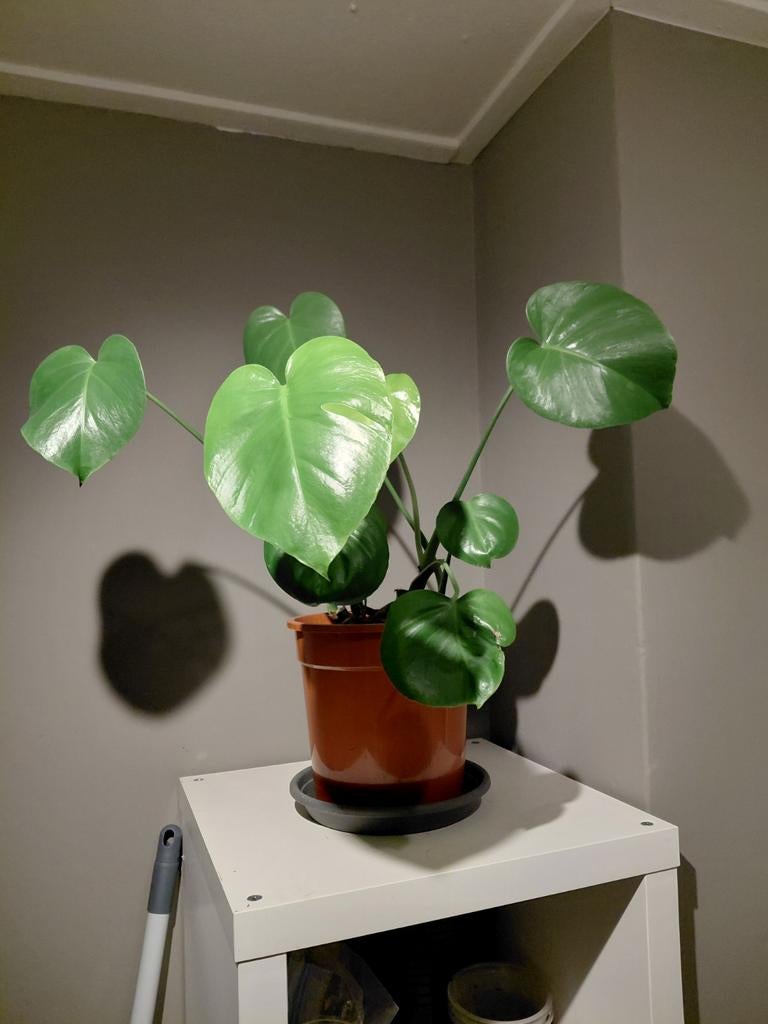 Monstera Jonge plant, Ophalen, Halfschaduw, Minder dan 100 cm