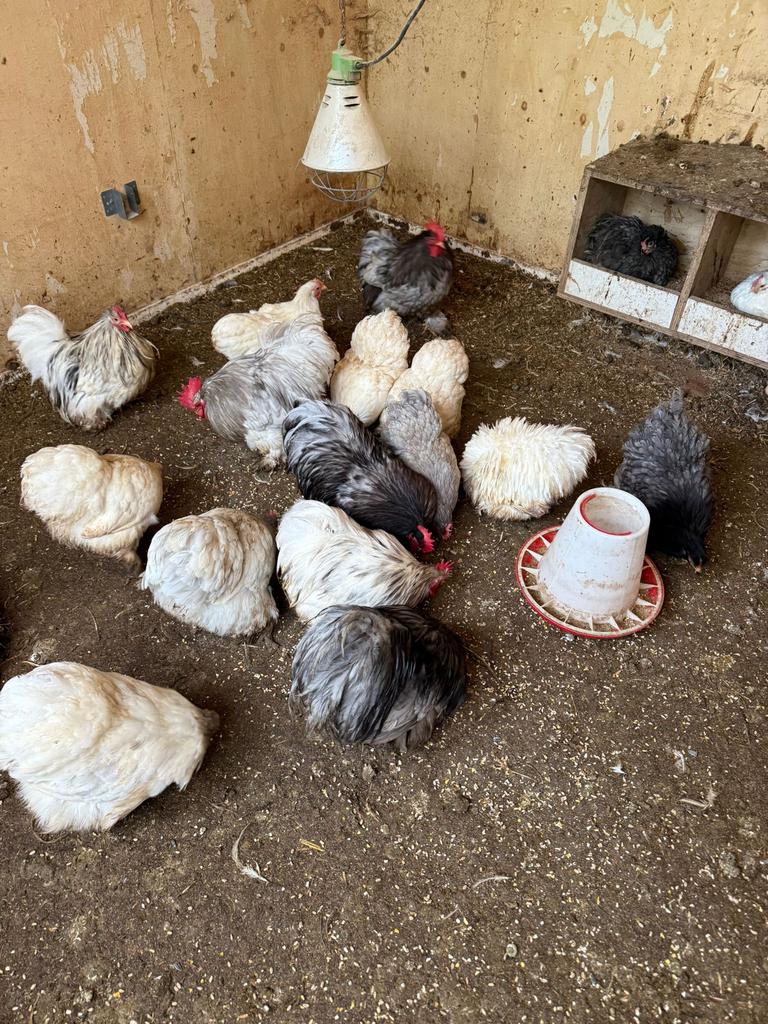 COCHIN kriel, BLAUW & SPLASH !!, Dieren en Toebehoren, Pluimvee, Kip, Meerdere dieren