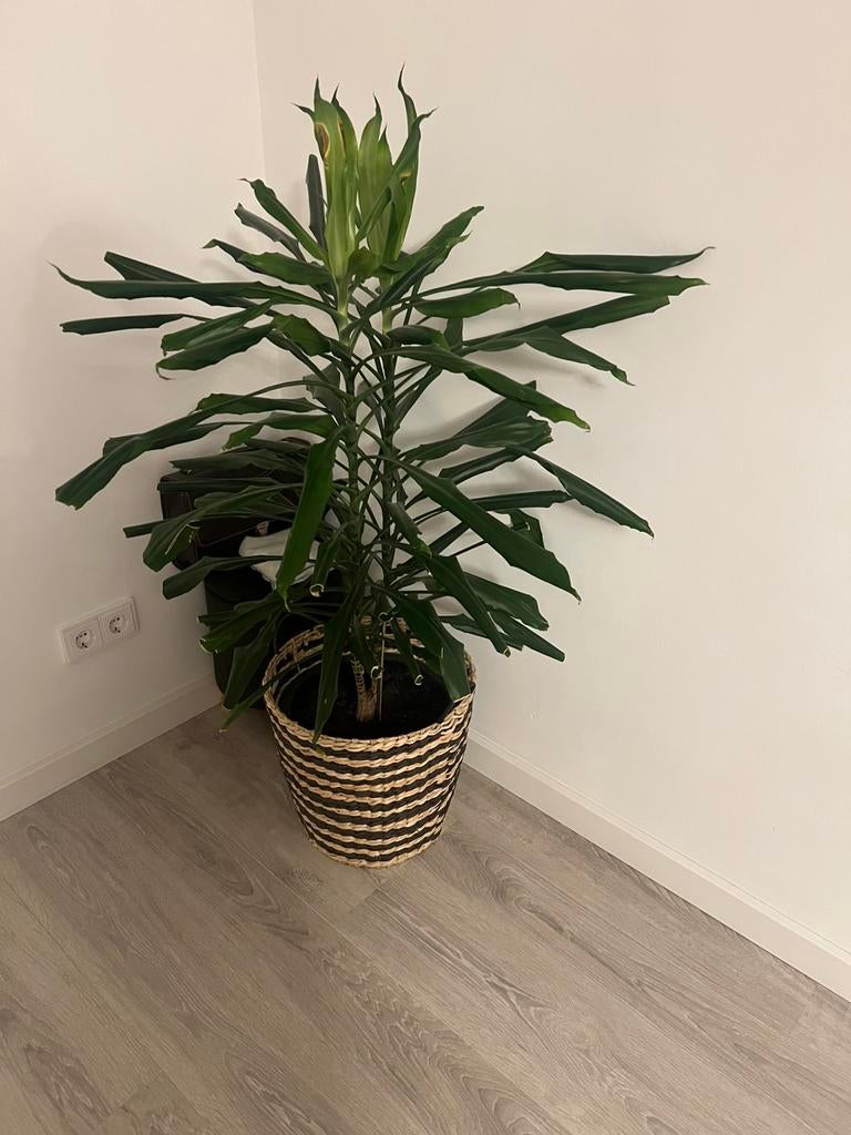 Mooi plant, Tuin en Terras, Planten | Bomen, Ophalen of Verzenden, Volle zon, Overige soorten, Minder dan 100 cm