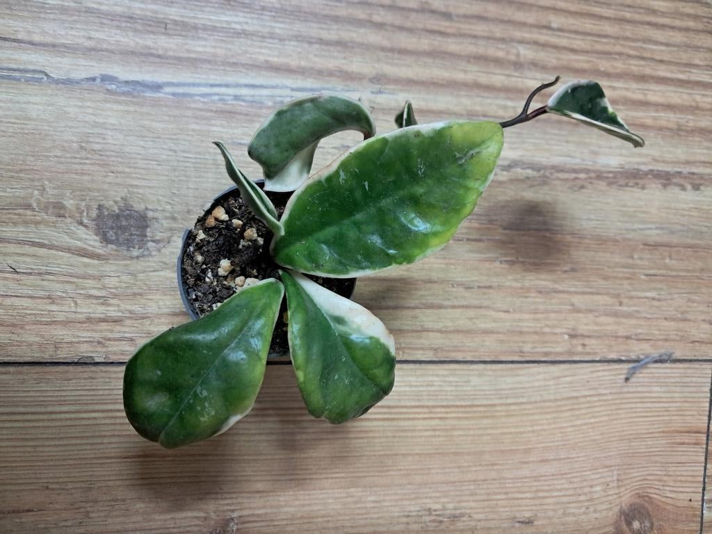 Hoya krimson Queen, Ophalen of Verzenden, Halfschaduw, Minder dan 100 cm
