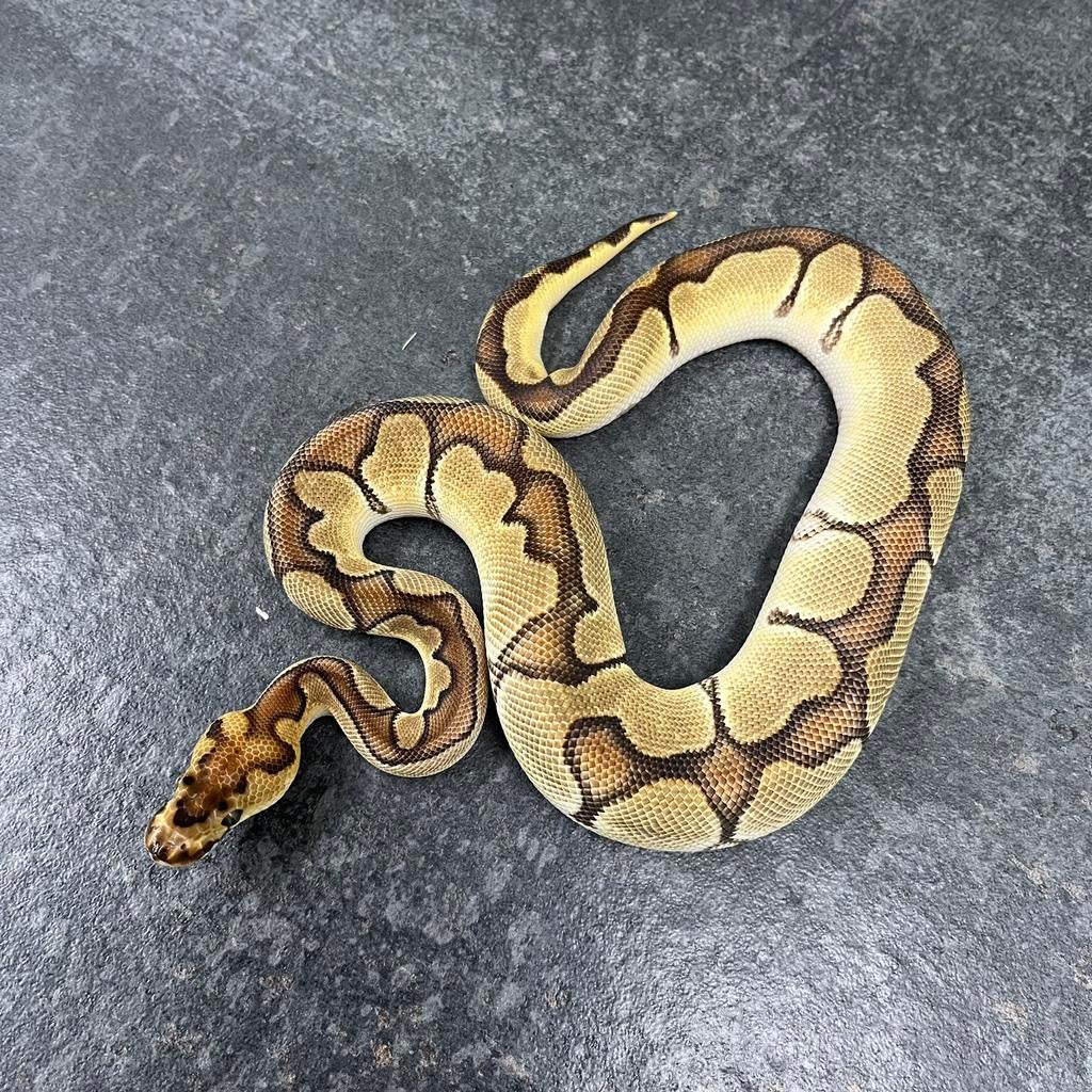 1.0 Enchi OD Clown 100% het DG, Ball Python, Koningspython Ball Python - male for sale from Tom