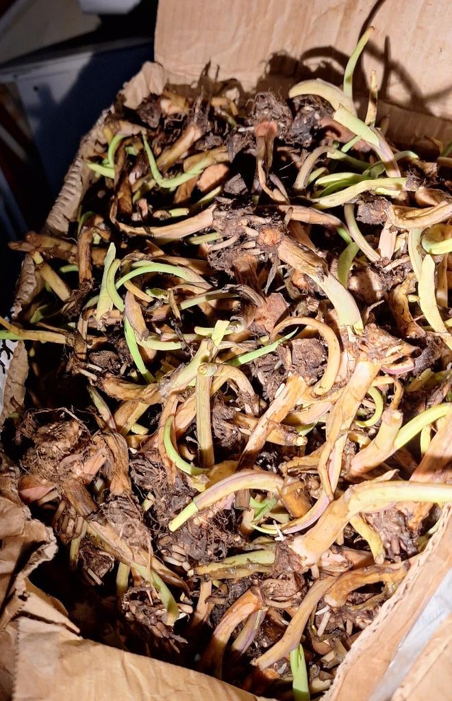 Surinaamse Groente plantjes, Ophalen, Volle zon, Groenteplanten, Eenjarig