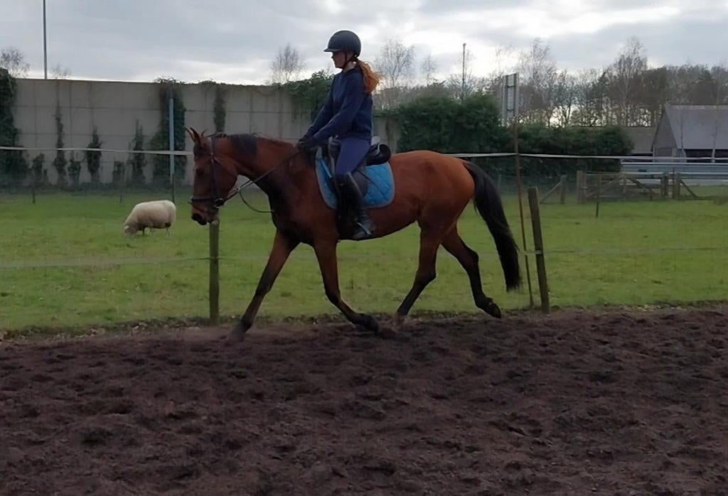 Leuke bijrijder gezocht /leaser, Ophalen of Verzenden, Nieuw, Dressuur