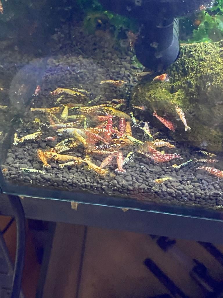 Galaxy Caradina’s uitgeselecteerd!, Kreeft, Krab of Garnaal