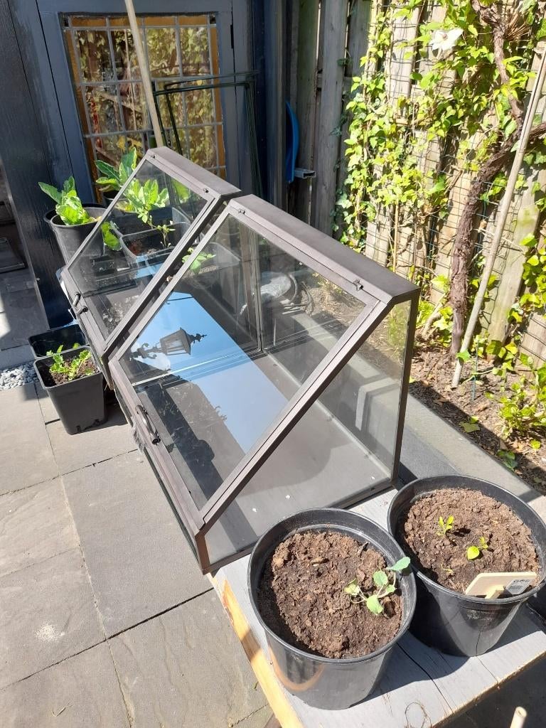 Moestuin kas, kweekkas, greenhouse NIEUW van staal/glas, Ophalen, Rond, Nieuw, Metaal