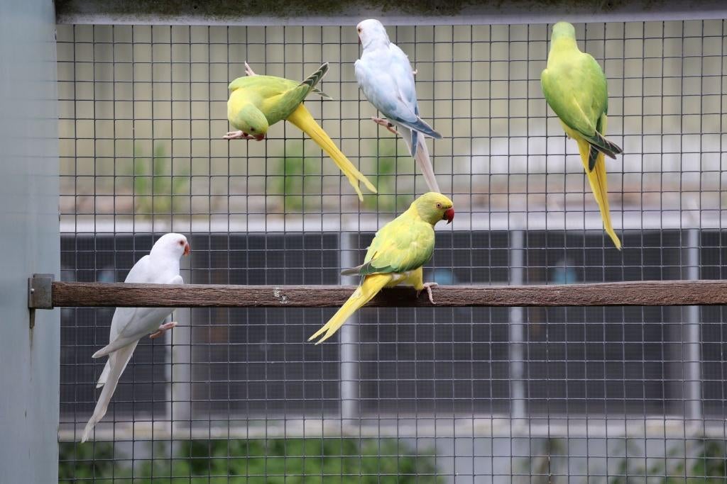 Halsbandparkieten te koop, Dieren en Toebehoren, Vogels | Parkieten en Papegaaien, Meerdere dieren, Parkiet, Geringd