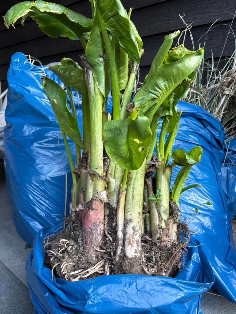 Grote Aronskelk (Zantedeschia) - Vers uit de tuin, Vaste plant, Halfschaduw, Zomer, Ophalen