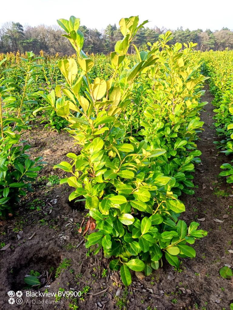 Laurier Prunus Rotundifolia struiken 100-125cm haag struiken, Ophalen of Verzenden, Laurier, 100 tot 250 cm