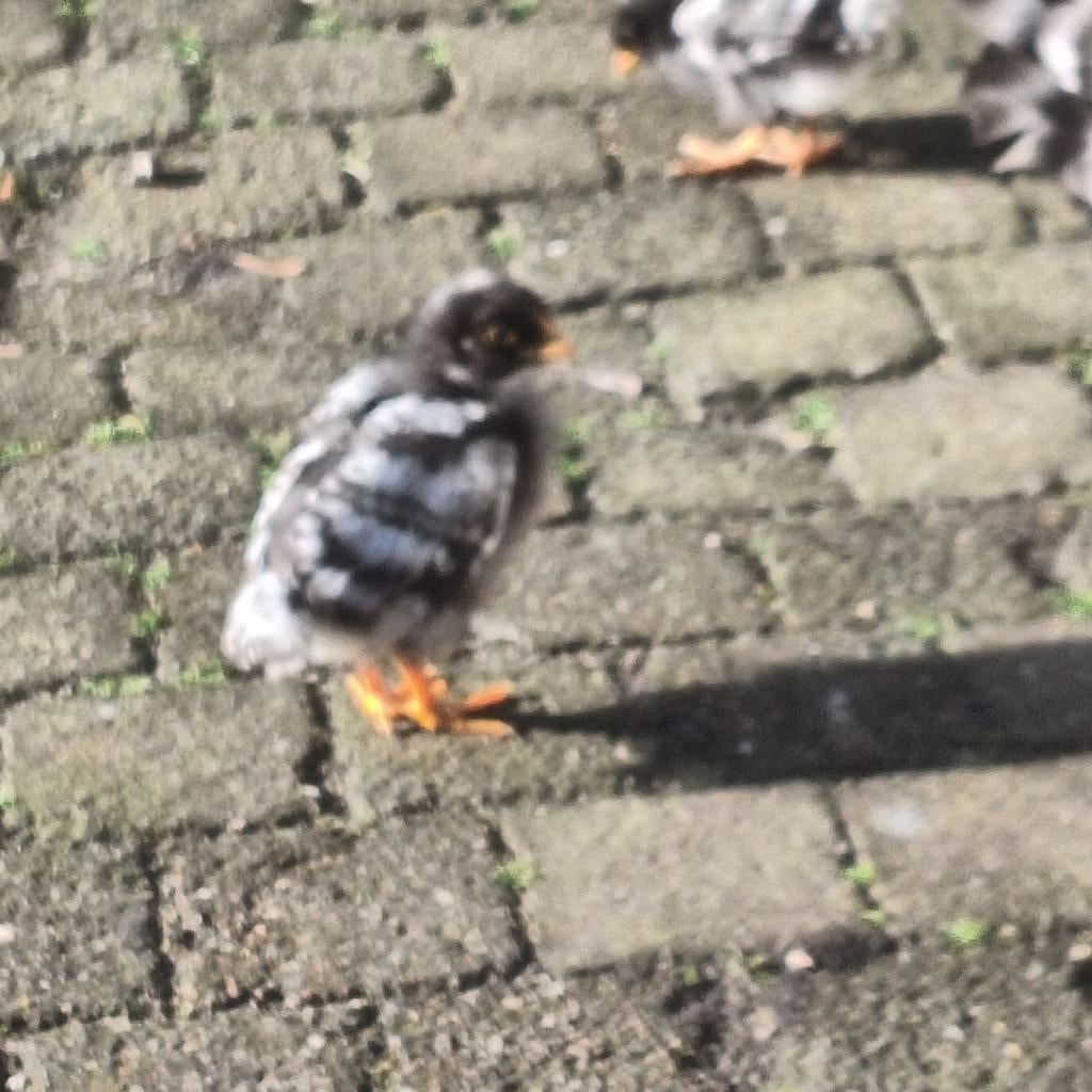 Noord hollandse blauwe haantjes, Dieren en Toebehoren, Mannelijk, Kip